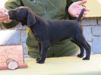 /album/fotogalerie-vrh-z/6-fena-cerna-5-jpg1/